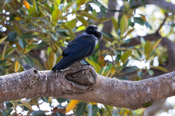 Torresian black crow perched in tree in natural native habitat, western Australia
