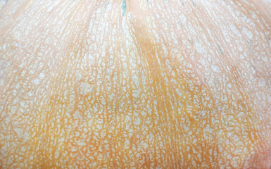 Orange pumpkin texture.