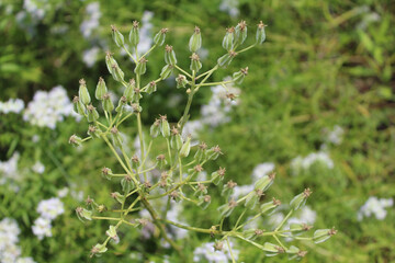 Pale Indian plantain closeup at Miami Woods in Morton Grove, Illinois