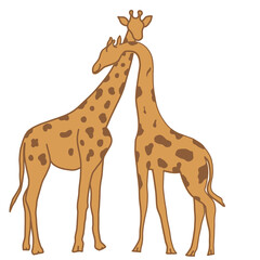 Giraffe couple