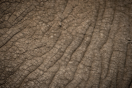 The skin of a big african elephant (loxodonta africana) in the savanna of Serengeti National Park, Tanzania.