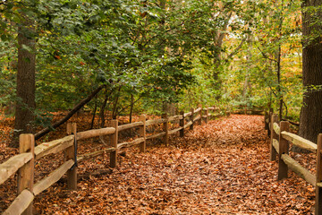 autumn foliage surrounds a tranquil pond, capturing the essence of fall's beauty. Sunlight filters through golden leaves, evoking the serenity of the season