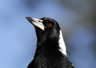 Close up portrait of an Australian magpie bird with a blue sky background