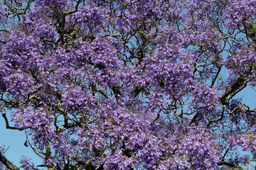 Mass of purple flowers on a jacaranda tree in a garden