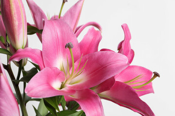 Beautiful pink lily flowers on white background, closeup