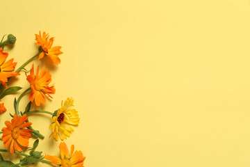 Beautiful fresh calendula flowers on yellow background, flat lay. Space for text