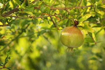 Pomegranate tree with ripening fruit outdoors, closeup