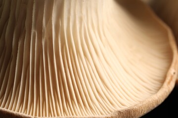 Fresh oyster mushroom on black table, macro view