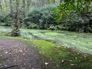 Bright moss on ground, different plants and little pond in park
