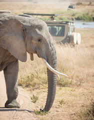 A big african elephant (loxodonta africana) walking through the sfari cars with his family, in the great savanna of Serengeti National Park, Tanzania.