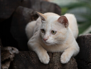  Cute cat lying on the ground