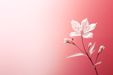 Fototapeta premium Soft focus of a flower on a pink background in the style of bokeh panorama with copy space