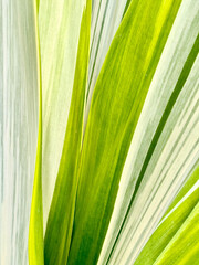 Mauritius hemp leaf closeup