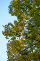 Colorful leaves, autumn season with sky in the background