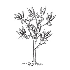 Capsicum plant outline hand drawn illustration vector 