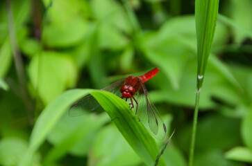 Fototapeta premium rote Libelle