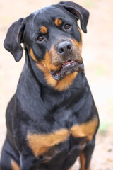 Mature adult female purebred rottweiler head shot close up 