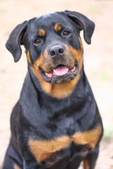 Mature adult female purebred rottweiler head shot close up 