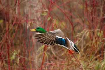 Obraz premium male mallard duck in flight