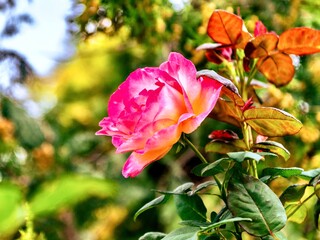 Beautiful  rose with green leaves in the garden on a sunny day, Poland.