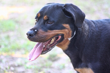Mature adult female purebred rottweiler playing - head shot  