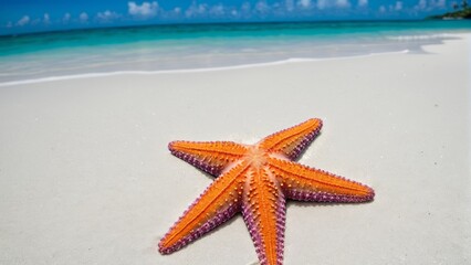 Starfish on a beach shore