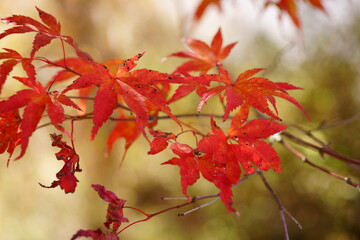 Autumn is my favourite season because of the beautiful red and yellow foliage