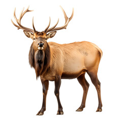 Naklejka na ściany i meble Real Bull Elk isolated on white 