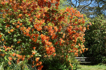 Naklejka premium a colorful flower garden in front of a tree
