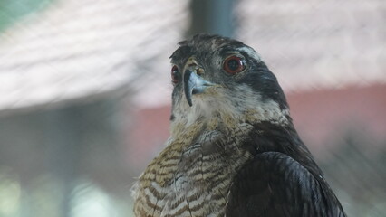 red tailed hawk