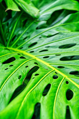 Fototapeta na wymiar Close-up Philodendron green leaf with natural light, vertical image of Philodendron green leaf.
