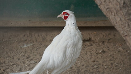 white peacock in the snow