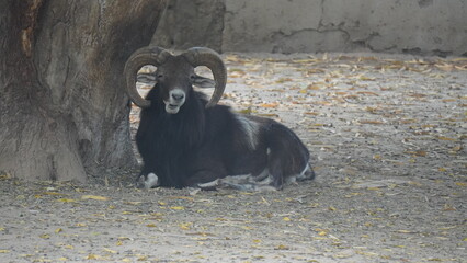 mouflon (Ovis gmelini) is a wild sheep native to Cyprus, the Caspian region from eastern Turkey,...