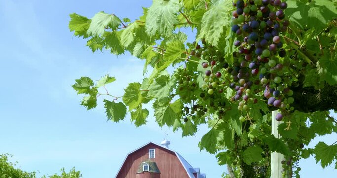 Farm scene with closeup view of clusters of grapes swaying in the breeze, and a red barn and silo in the distance.