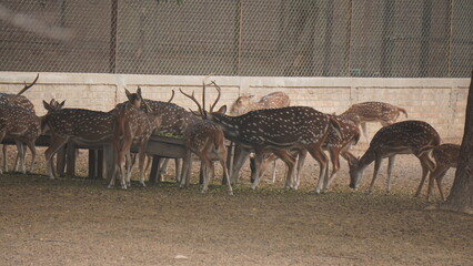 group of giraffes