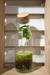 Small botanical home garden with miniature green plant inside transparent glass decorative florarium container. Modern organic interior decor, home closed ecosystem and natural ecological hobby