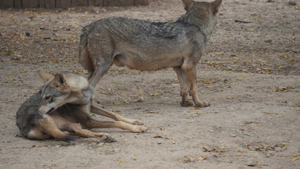 animal, mammal, nature, wildlife, deer, goat, wild, donkey, coyote, brown, fur, jackal, mountain, zoo, horn, cute, wolf, ibex, dog, sheep, young, farm, grass, animals, canine