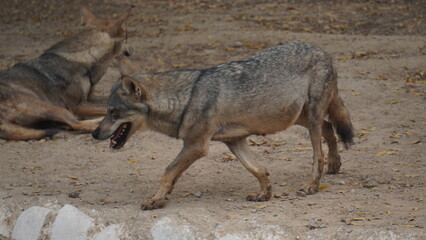 Arabian wolf (Canis lupus arabs) 120fps slow motion video clip D.G Khan Zoo, Pakistan