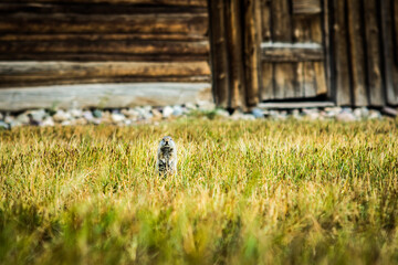 Prairie dog Uinta ground squirrel peaks Above Grass