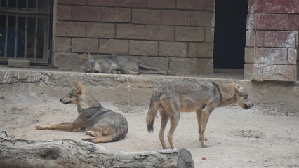 animal, mammal, nature, wildlife, deer, goat, wild, donkey, coyote, brown, fur, jackal, mountain, zoo, horn, cute, wolf, ibex, dog, sheep, young, farm, grass, animals, canine