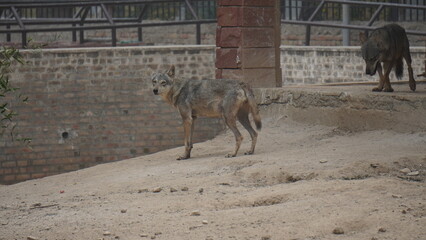 Arabian wolf (Canis lupus arabs) 120fps slow motion video clip D.G Khan Zoo, Pakistan