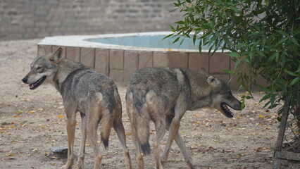 gray wolf lupus Dg Khan Zoo