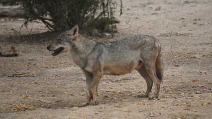 gray wolf in the wild