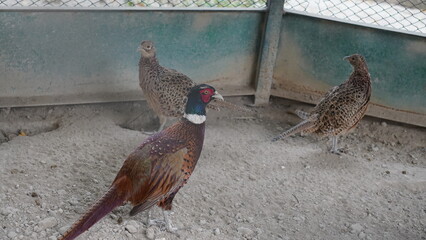 pheasant in the snow