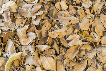Dried brown leaves, texture of autumn leaves, colorful autumn fallen leaves in forrest.