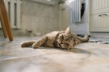 Portrait of a beautiful cat. Cute Cat Portrait. Happy Pet. Gray Scottish Straight cat sleeping.Home scene