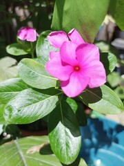 Cataruntios roseus flores vincas  dianthus 