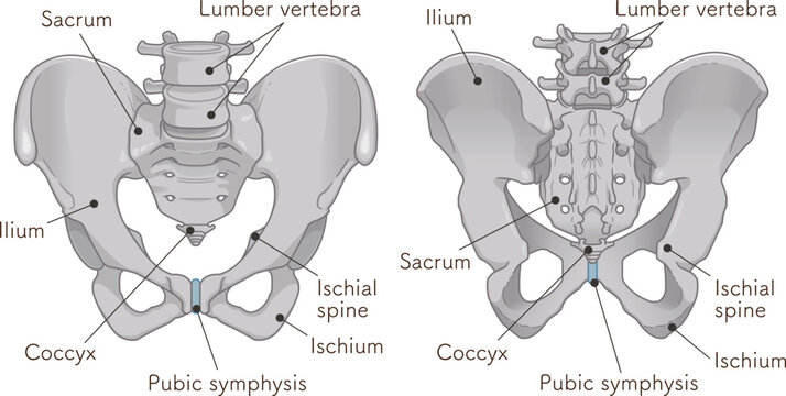 骨盤、pelvis、寛骨、ilium、仙骨、sacrum、坐骨、ischium、イラスト、illustration