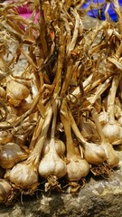 Organic Mountain Hill Garlic or Malai Poondu cultivated and kept for sale.