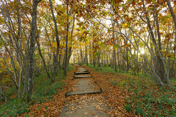 Old Wooden path in the colorful forest during Autumn in Japan